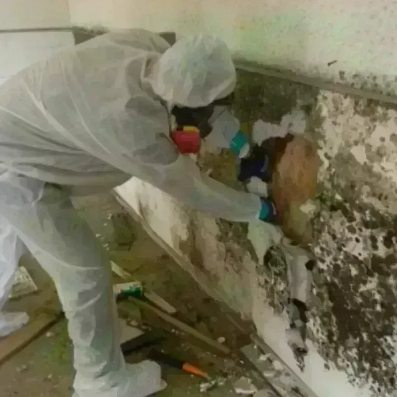 Mold Remediation and Removal in Burkburnett, TX